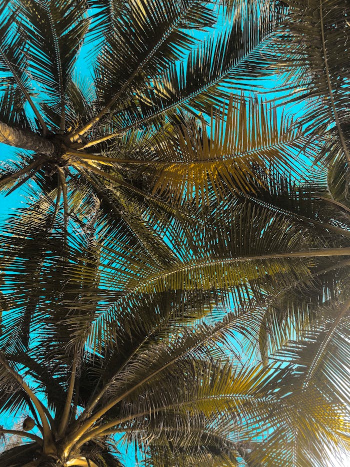 Low angle view of palm leaves forming a natural canopy against a vibrant, clear blue sky.